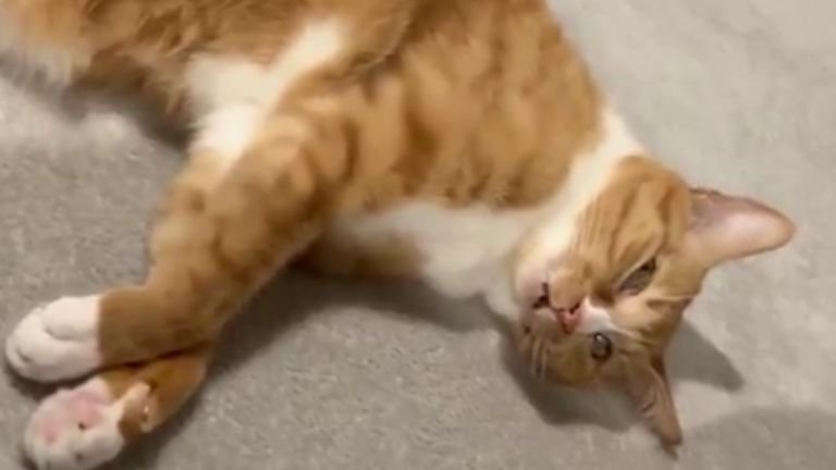 寝そべっている猫