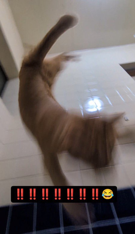 窓から滑って湯船に落ちる猫