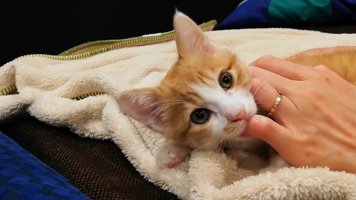 こちらを向く子猫クラくん