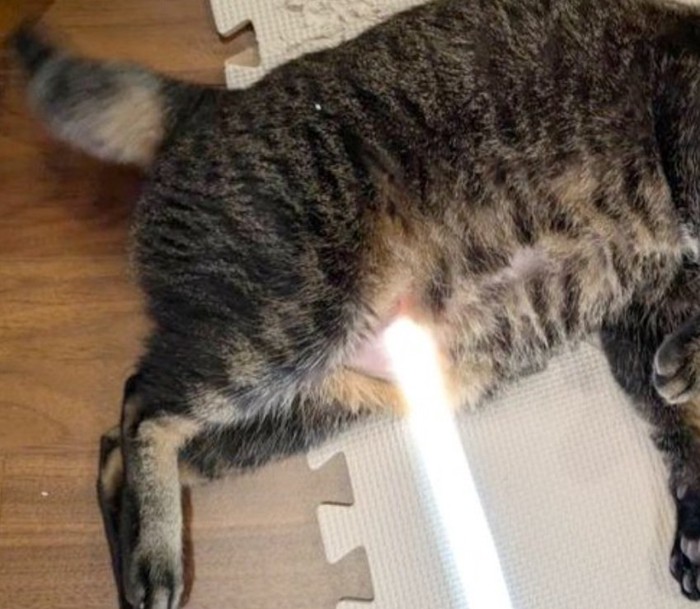 お腹からビームを出すにゃんチュウちゃん