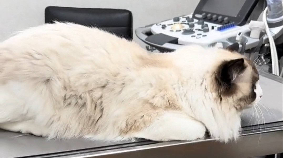 先生をガン見するムンタちゃん