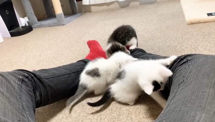 飼い主の靴下で遊ぶ子猫達