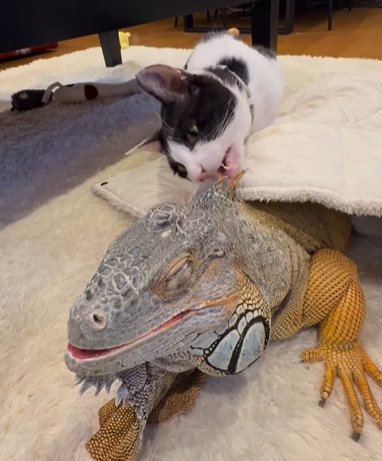 イグアナのタテガミを噛む猫