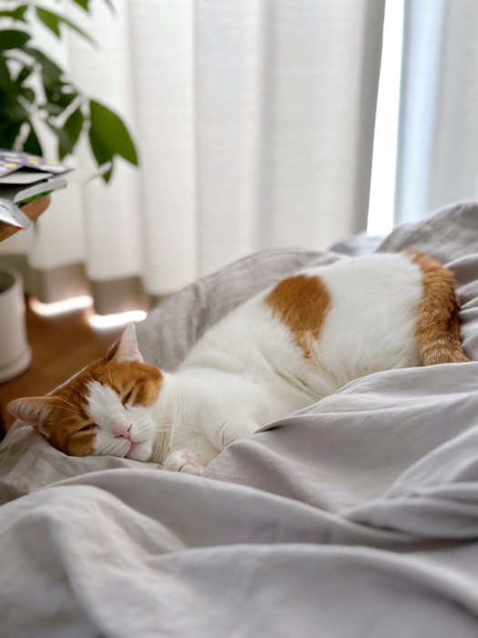 寝ている猫