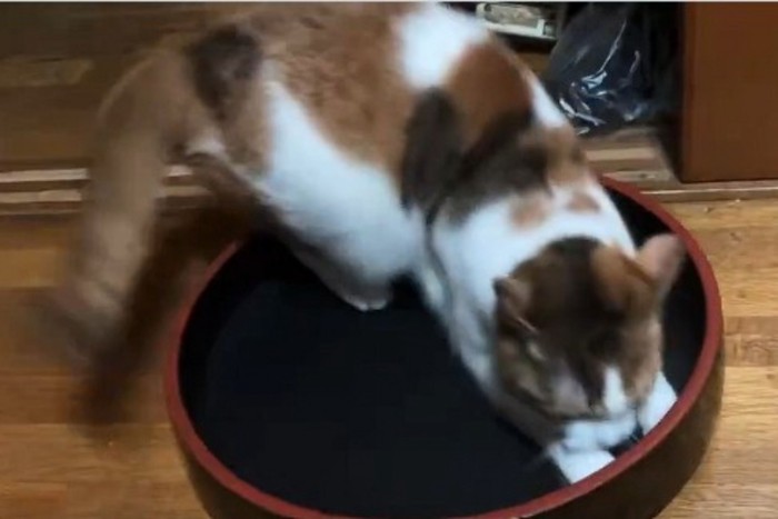 寿司桶の中で遊ぶ三毛猫3