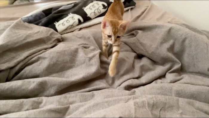 飼い主に向かって歩き出す猫