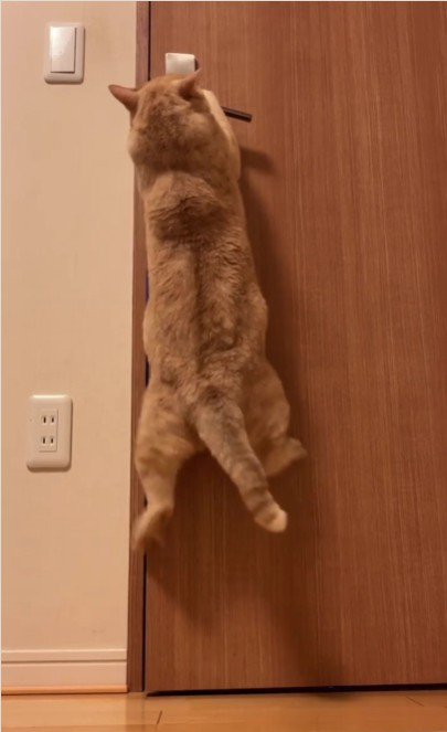 扉を開けている猫