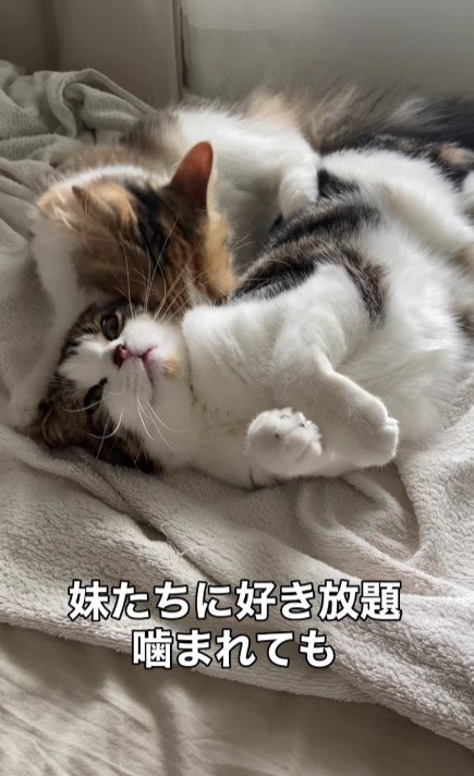 妹猫に噛まれる兄猫