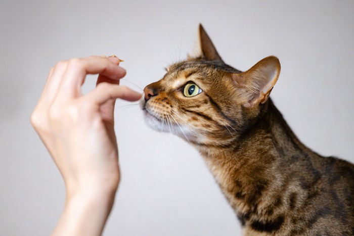 人の手からおやつを食べようとする猫