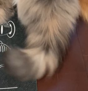 左に揺れる混合色の猫の尻尾アップ