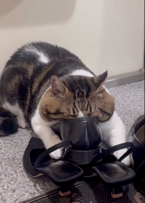 靴に顔を入れる猫