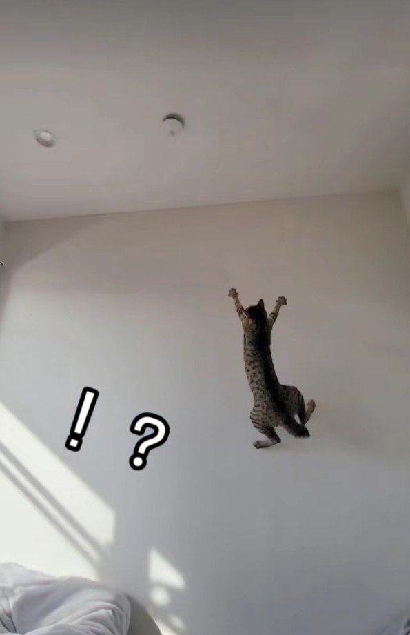 ジャンプしている猫