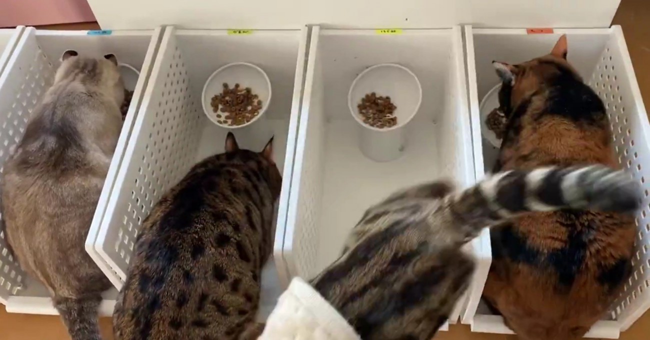 ごはんを食べる猫たち
