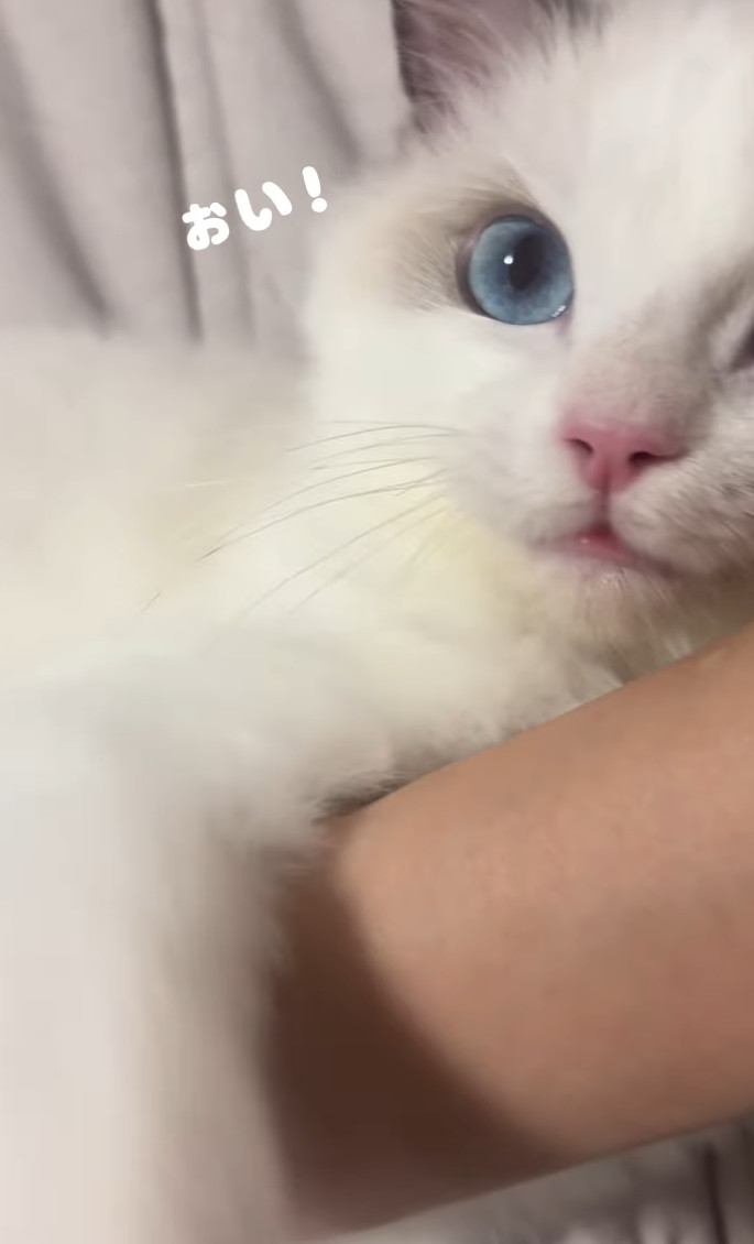 ママさんの腕を掴む子猫