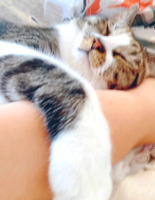 飼い主の腕に抱きつく猫