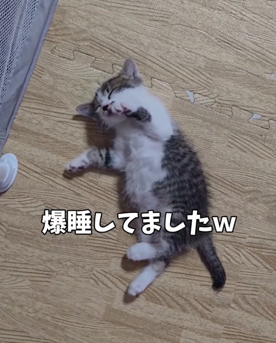 赤ちゃん猫のアップ