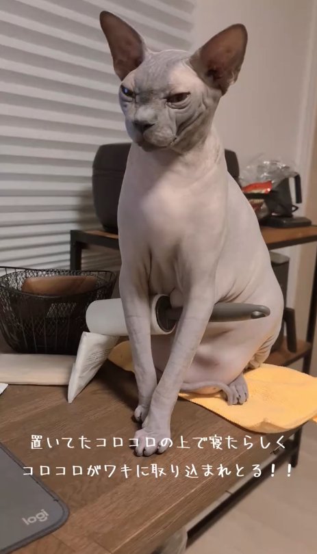 コロコロを脇につけてお座りをしている猫