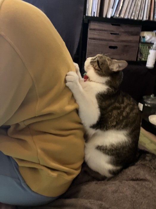 飼い主の背中にはりつく猫