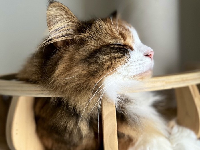 眠る猫の顔のアップ