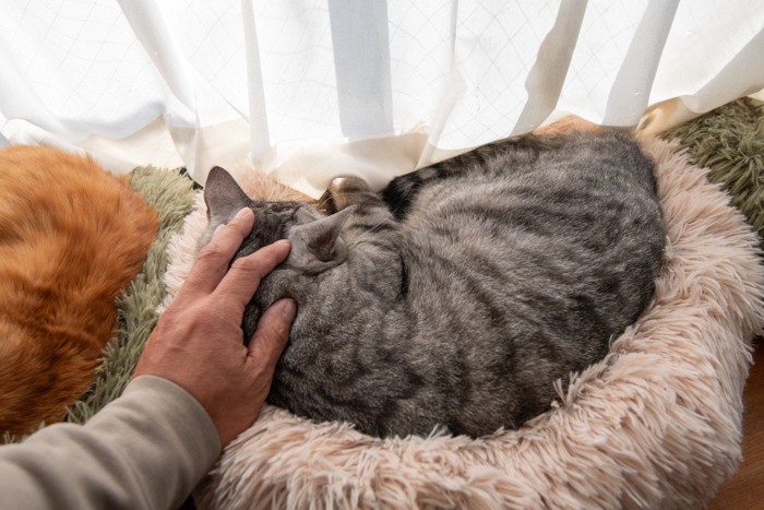 可愛い猫を撫でる飼い主