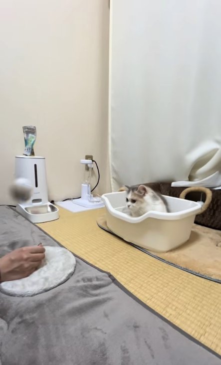 トイレの中で前屈み気味にお座りをしている子猫と飼い主の手