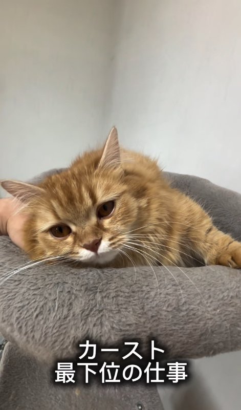 キャットタワーの上で飼い主の手を枕にして横になる猫