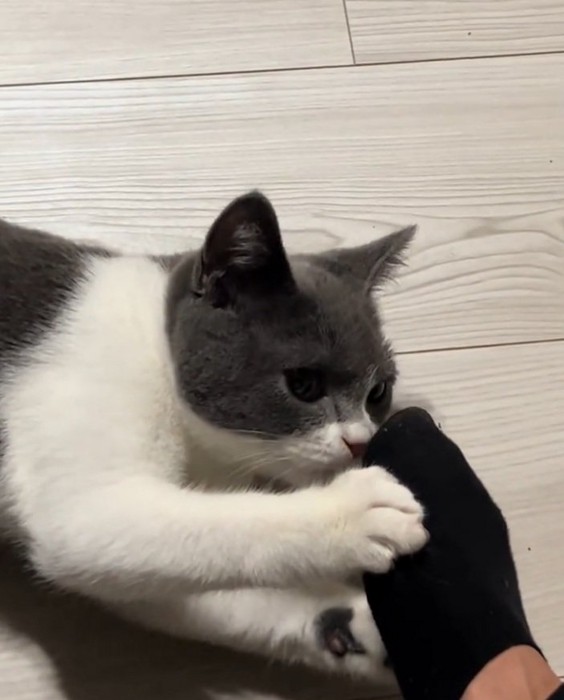 もう一度匂いを嗅ぐ猫