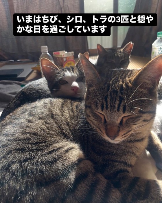 並ぶ3匹の子猫