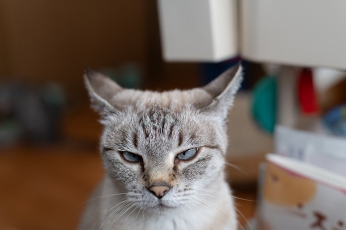 不機嫌そうな表情を浮かべる猫