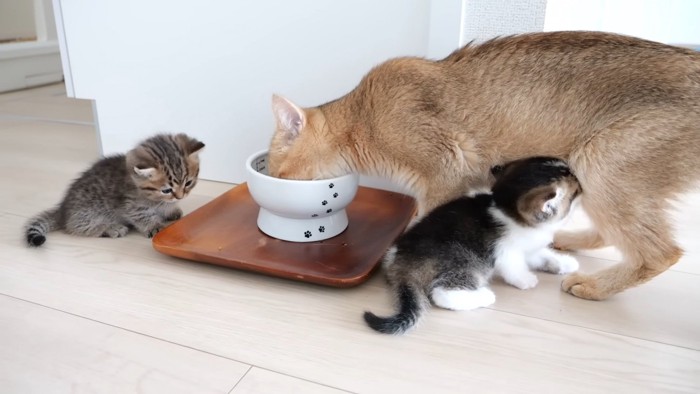 母猫と子猫たち