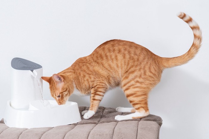 自動給水器から水を飲んでいる猫
