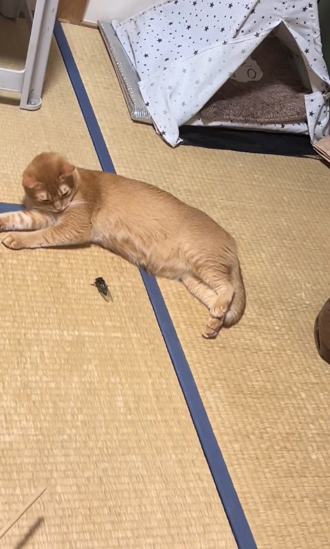 寝転がる猫に近寄っていくセミ(距離近め)