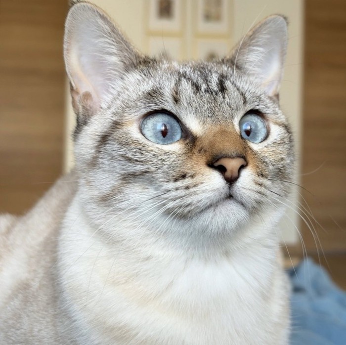 シャムトラ猫の顔のアップ