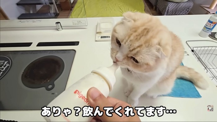 飲んでる猫1