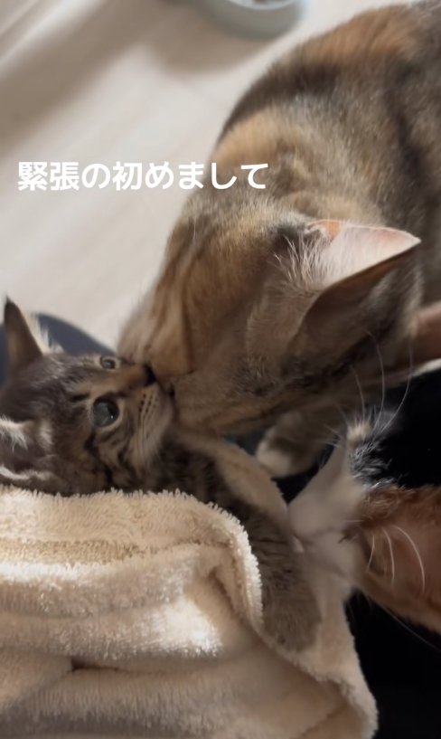 子猫の口元に顔（右側）をくっつけている麦わら猫