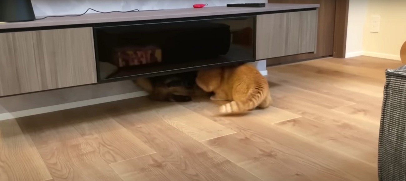 喧嘩をしている2匹の猫