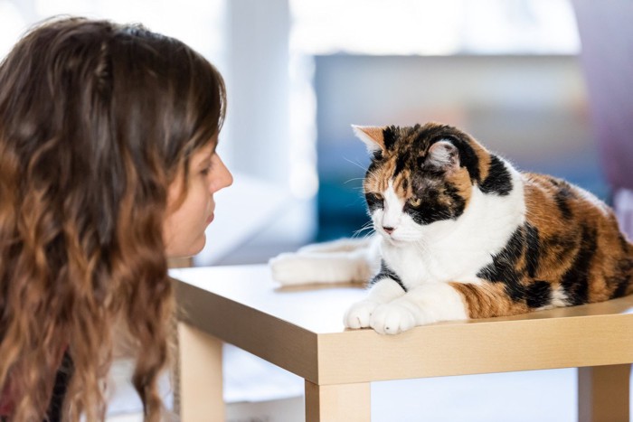 女性に叱られて目をそらして反省する猫