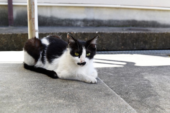ちょびヒゲ柄の猫