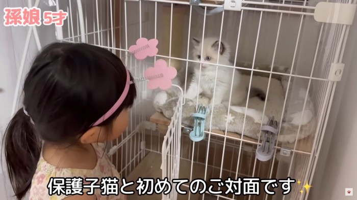 テロップ「保護子猫と~」