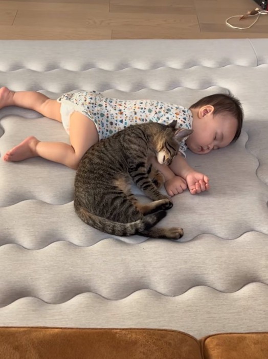 眠る赤ちゃんと猫