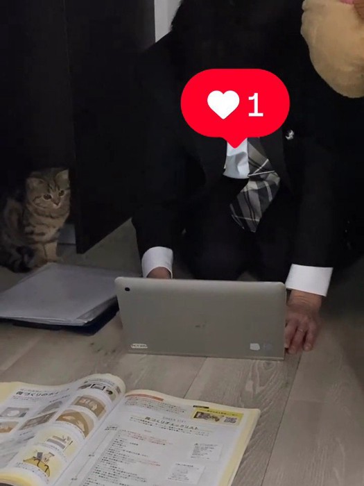 人の隣に座る猫