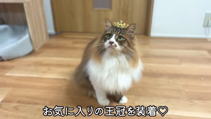 冠をつけた猫%夏ももふもふなぽこまるくん