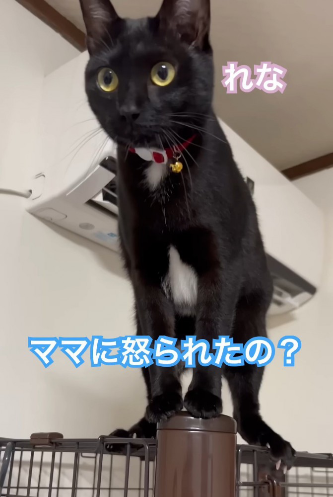 ケージの上に立つ猫