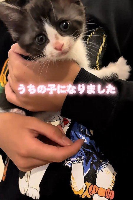 抱っこされる子猫
