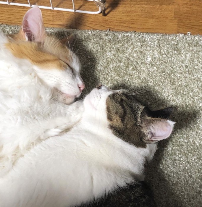 向かい合って寝ている2匹の猫