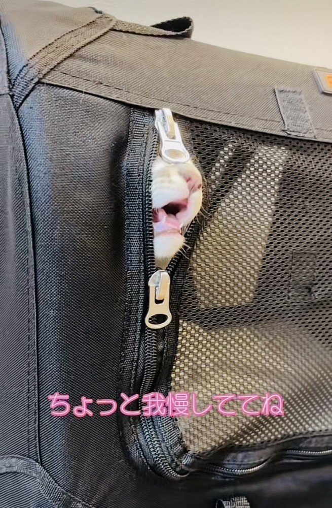 猫用キャリーから顔を出して鳴く子猫