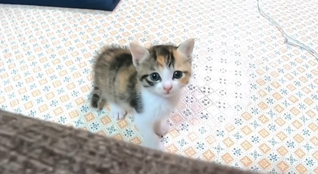 上を見る子猫