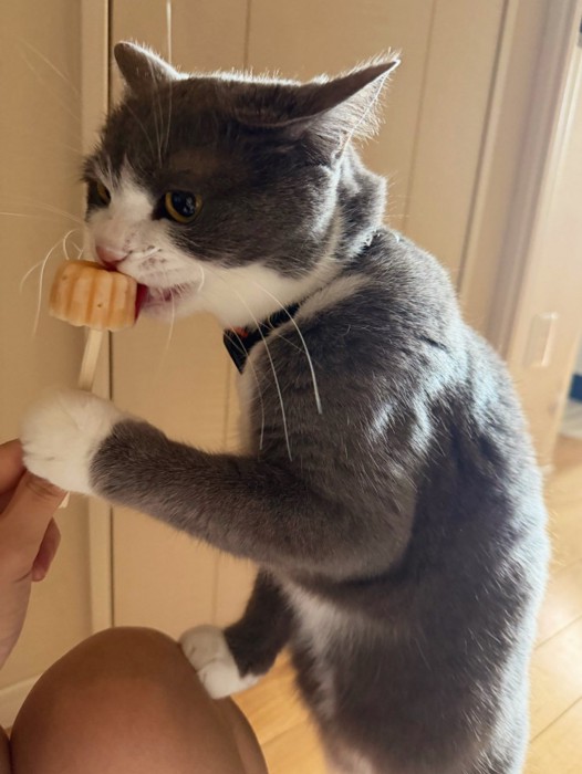 おやつに齧りついている猫