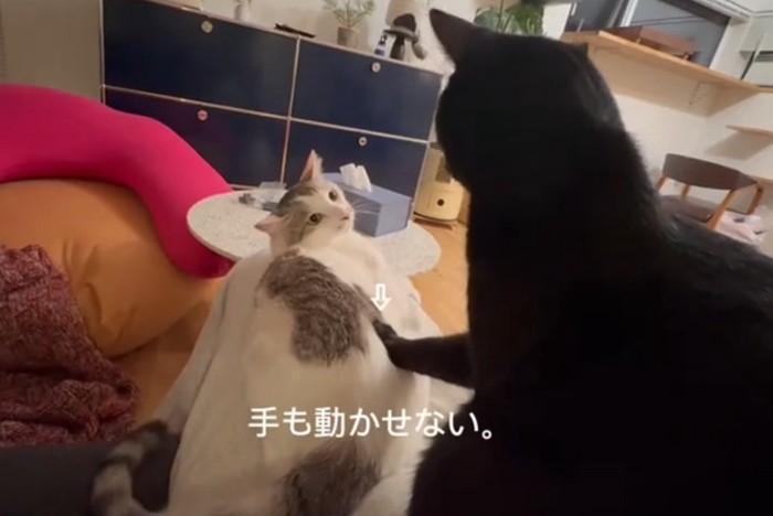 固まる猫