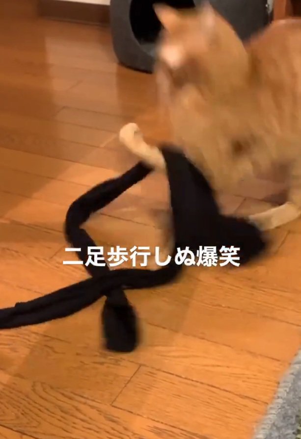 ストッキングを掴む猫